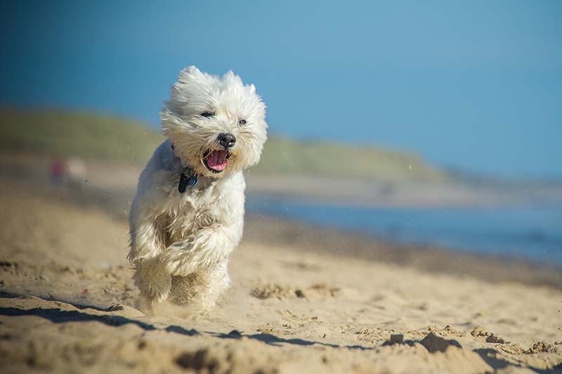 10 Sunny Dog-Friendly Beaches in Long Island (2026 Update)