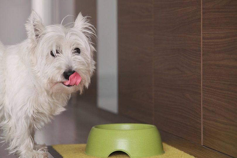8 Foods for Dogs That Reduce Inflammation: Canine Health & Wellness