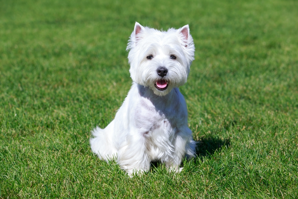 7 Best Dog Foods for West Highland White Terriers in 2026 - Reviews & Top Picks