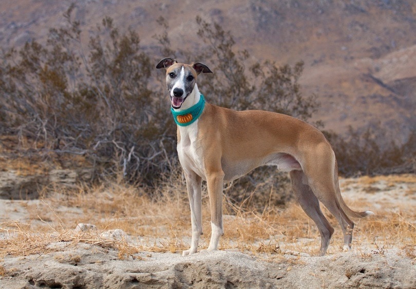 Whippet Dog Breed: Info, Pictures, Facts & Traits — Dogster