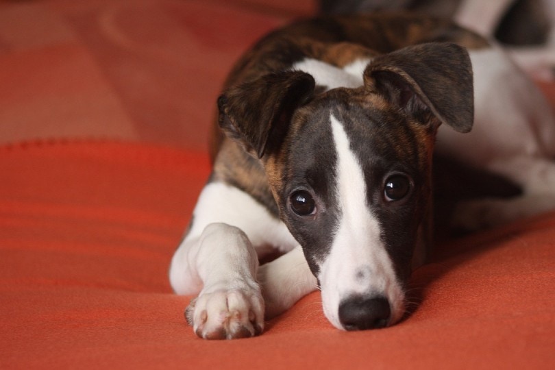 Whippet lying on red cloth