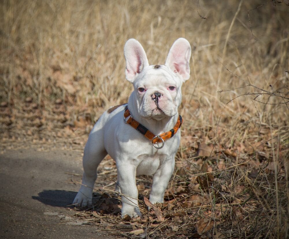 White French Bulldog: Info, Pictures, History & Origin