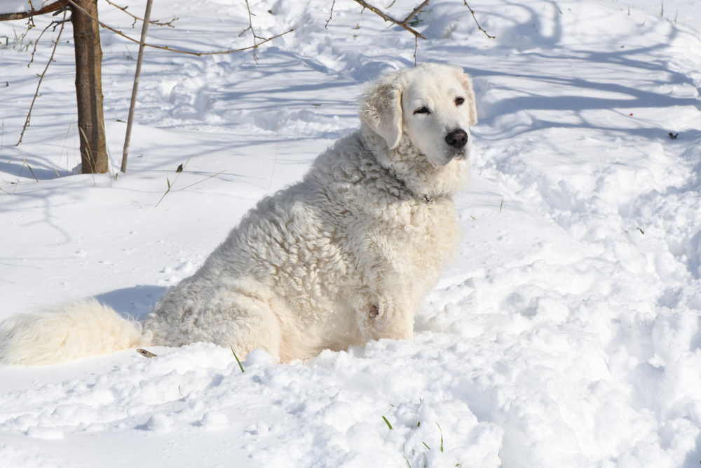 White Kuvasz dog sitting in the Snow
