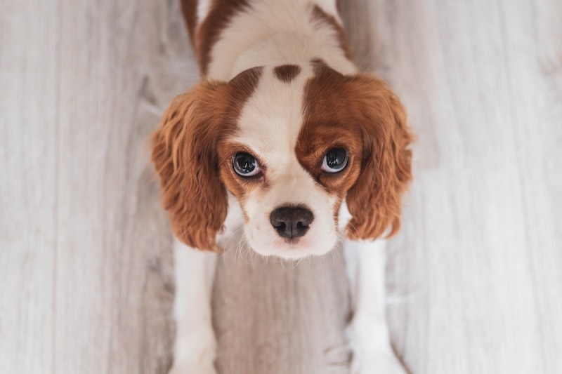 How Long Do Cavalier King Charles Spaniels Live? Average Lifespan,  Vet-Reviewed Data & Care