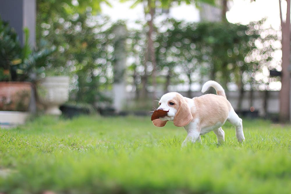 White Beagle Dog Breed: Info, Pictures, Care & More