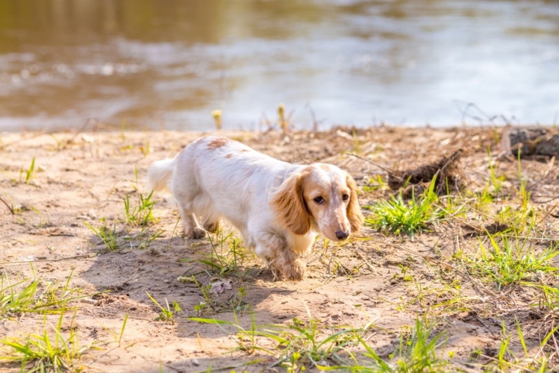 White Dachshund: Info, Pictures, Origin & History