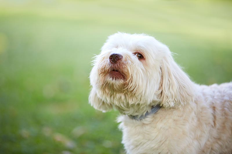Why Does Your Dog Scream? 13 Vet-Reviewed Reasons