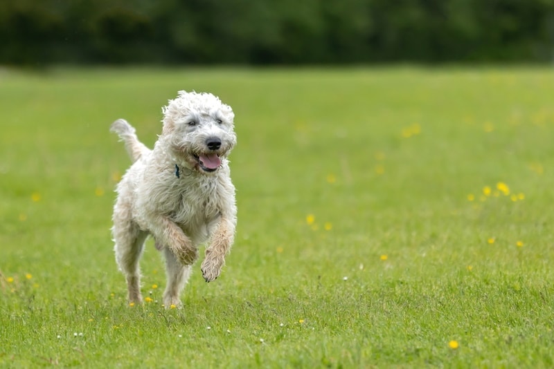 Is a Labradoodle a Good Hunting Dog? Facts & Training Tips