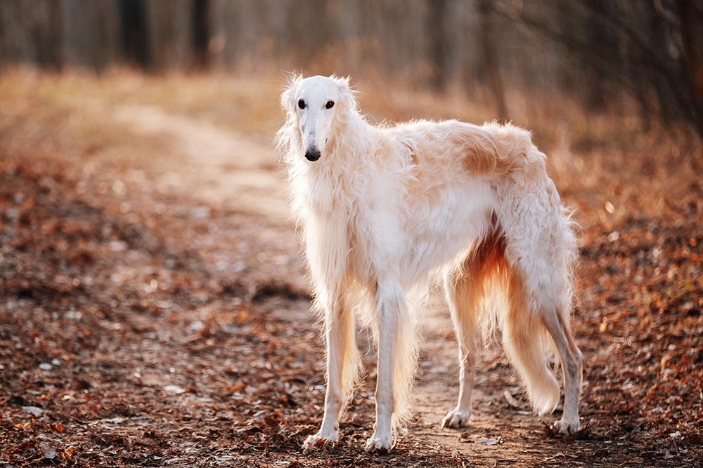 10 Long-Snouted Dog Breeds (With Info & Pictures)