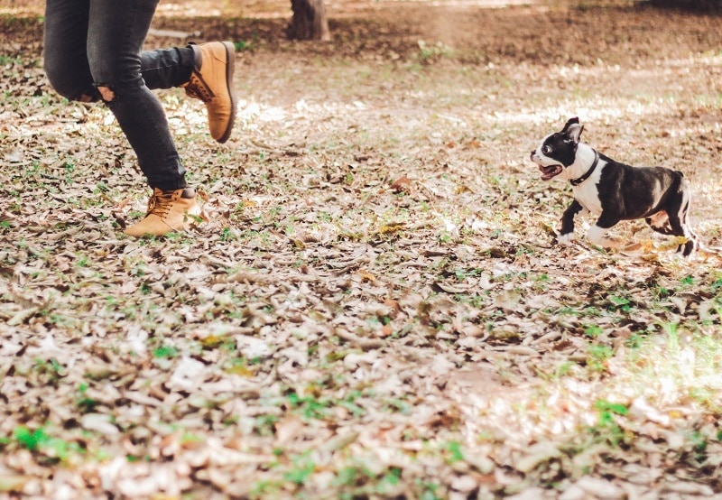 Why Do Dogs Chase? Understanding Their Drive (Plus How to Control It, Vet-Reviewed)
