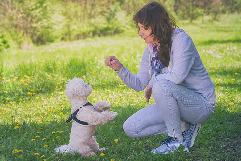 How to Train a Maltese: 16 Vet-Approved Tips