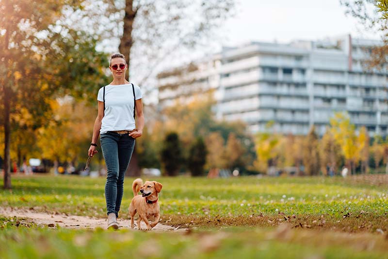 10 Off-Leash Dog Parks in San Jose, CA You Can Visit in 2026