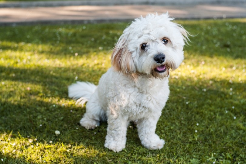 Yo-Chon (Yorkshire Terrier & Bichon Frise Mix): Info, Pictures, Care & More