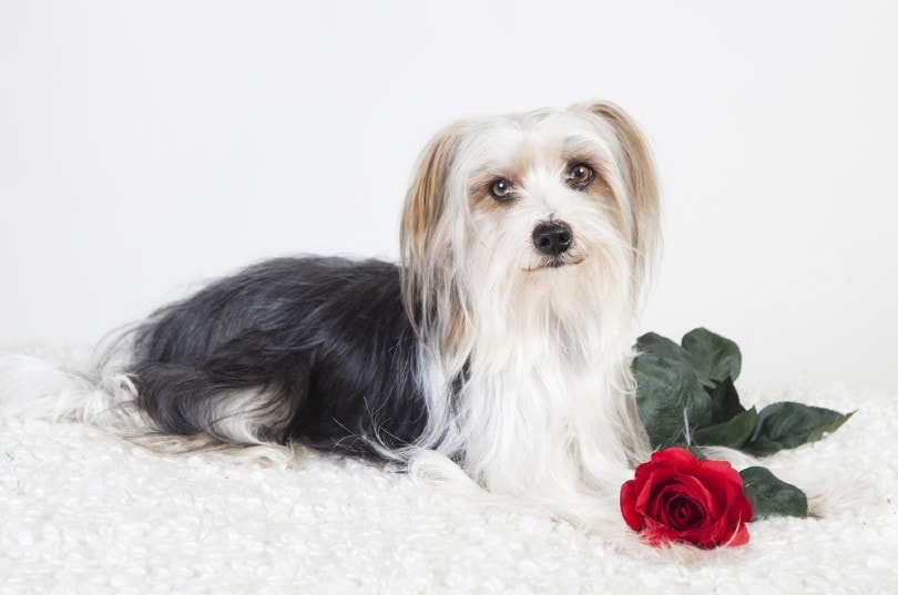 Yorkie-Apso Dog Breed: Info, Pictures, Care & More