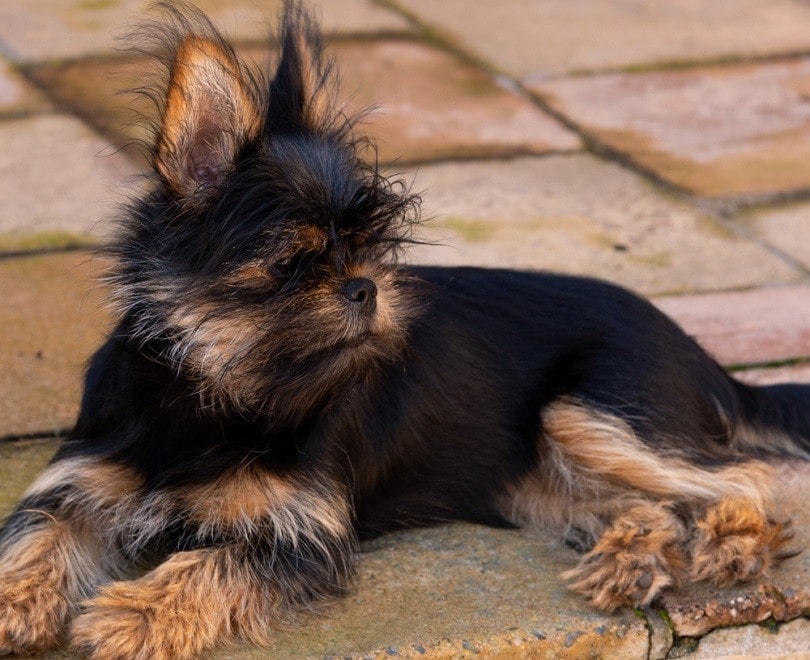 Yorkinese (Yorkie & Pekingese Mix): Info, Pictures, Care & More