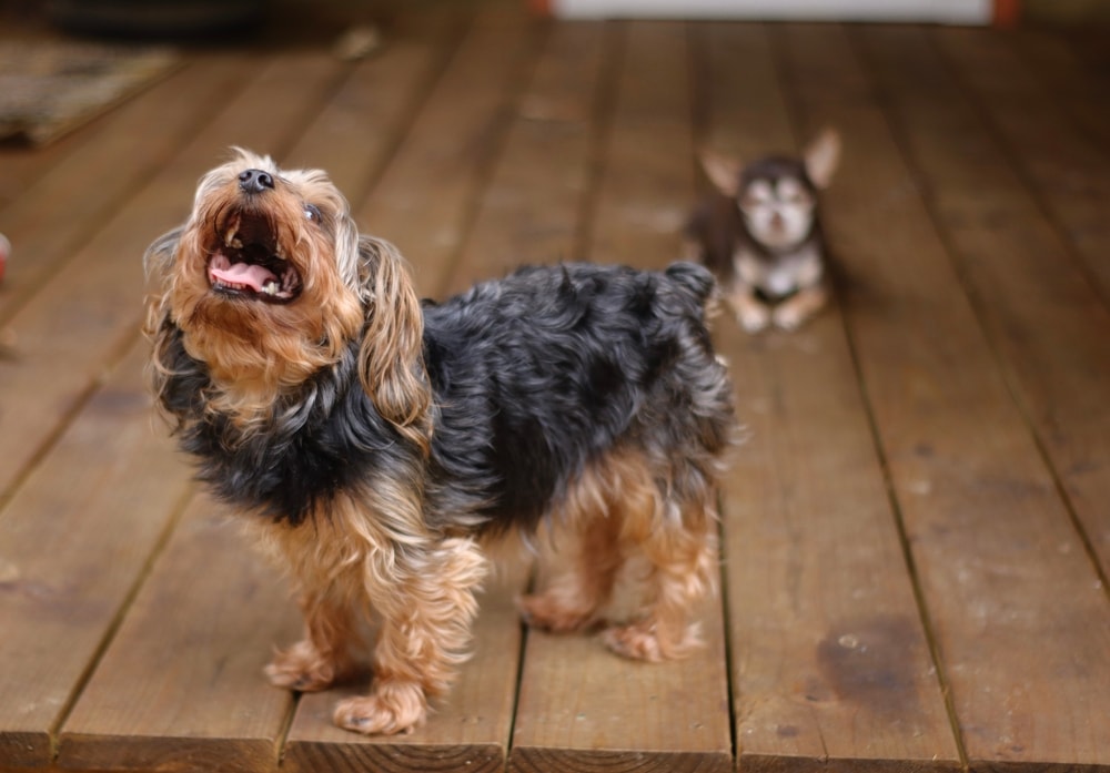 Do Yorkies Bark a Lot? Facts & Tips to Stop It