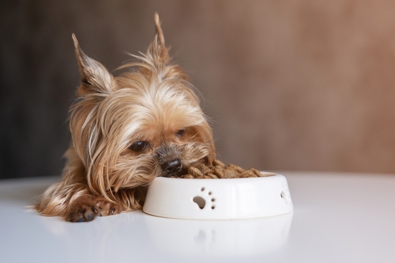 10 Best Dog Foods for Yorkies in 2026 - Reviews & Top Picks