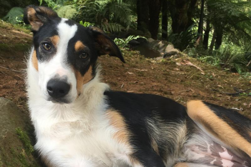 New Zealand Heading Dog: Info, Pictures, Care Guide & More