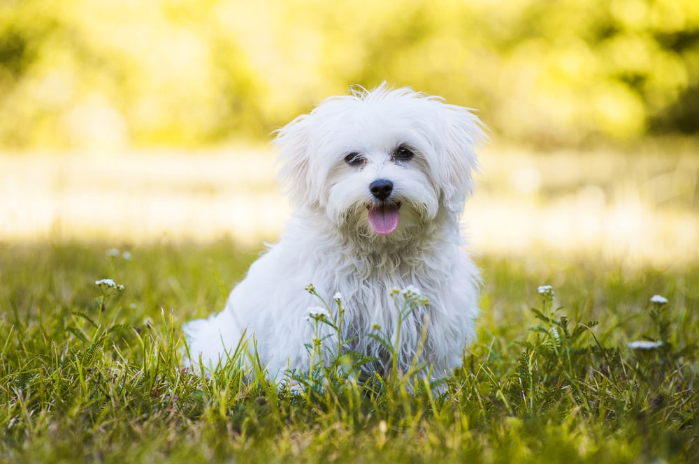 Can a Maltese Only Have White Fur? Vet-Verified Breed Facts & FAQ
