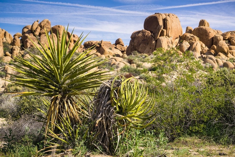 Yucca Schidigera for Dogs: Vet-Reviewed Facts & Uses