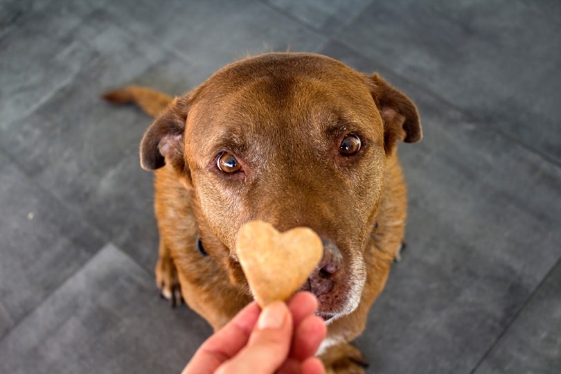 National Treat Your Pet Day 2026: When It Is & How to Celebrate