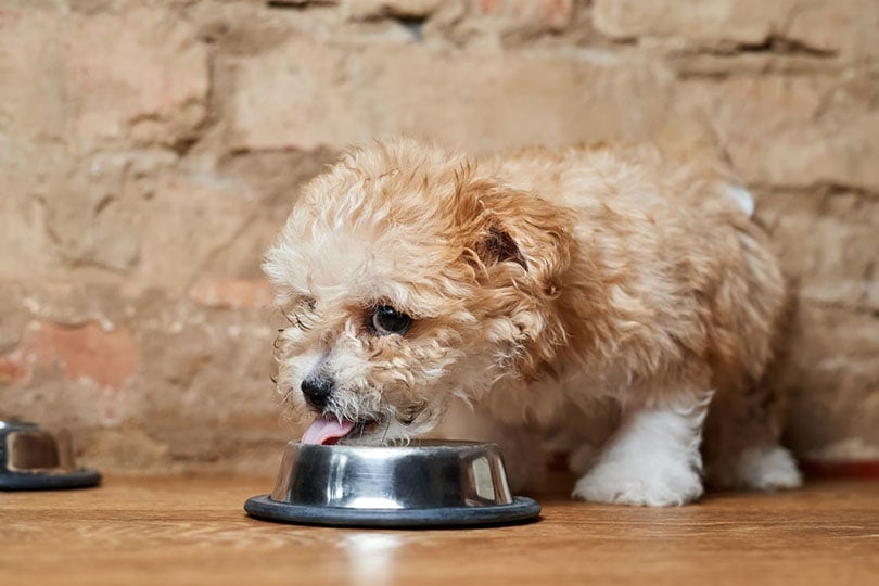 10 Best Dry Puppy Foods in 2026 - Reviews & Top Picks