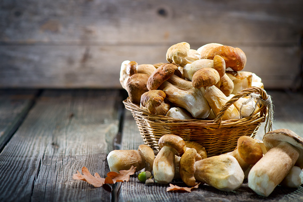 Mushrooms for Dogs With Cancer: What the Science Tells Us