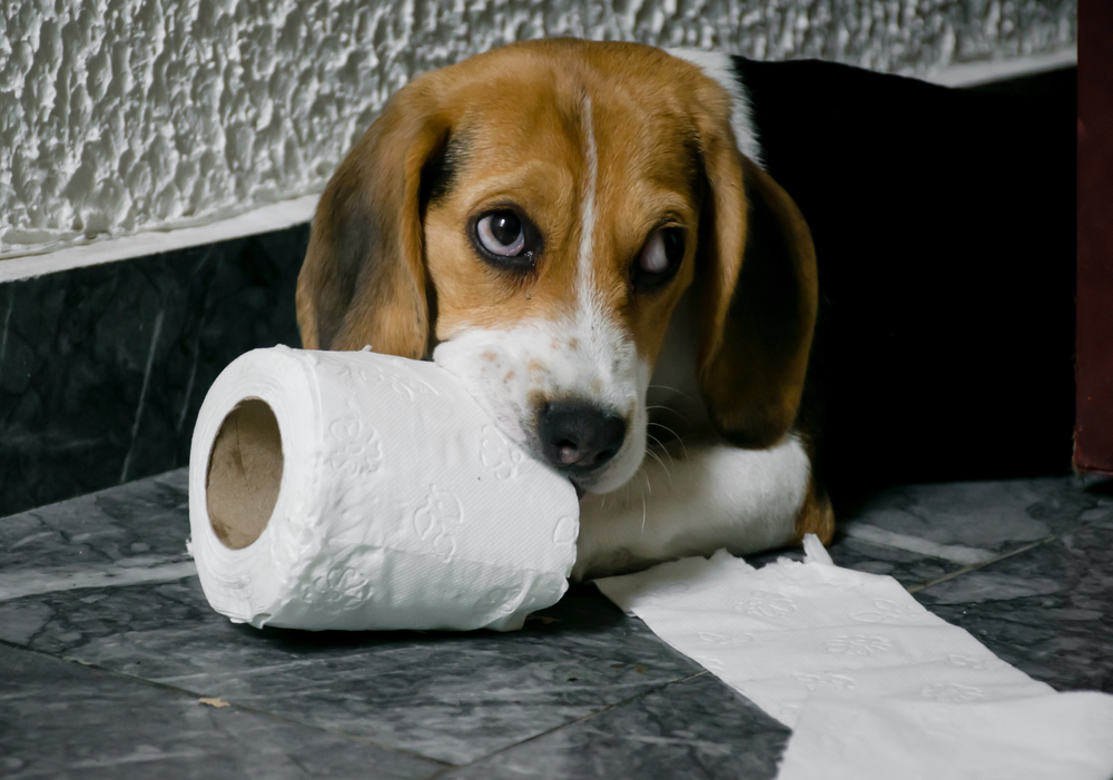 Why Do Dogs Eat Things They Shouldn’t & What to Do: Vet-Approved Guide
