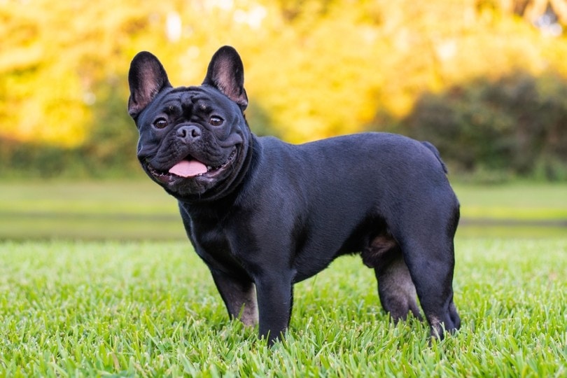 Black French Bulldog: Info, Pictures, Origin & History