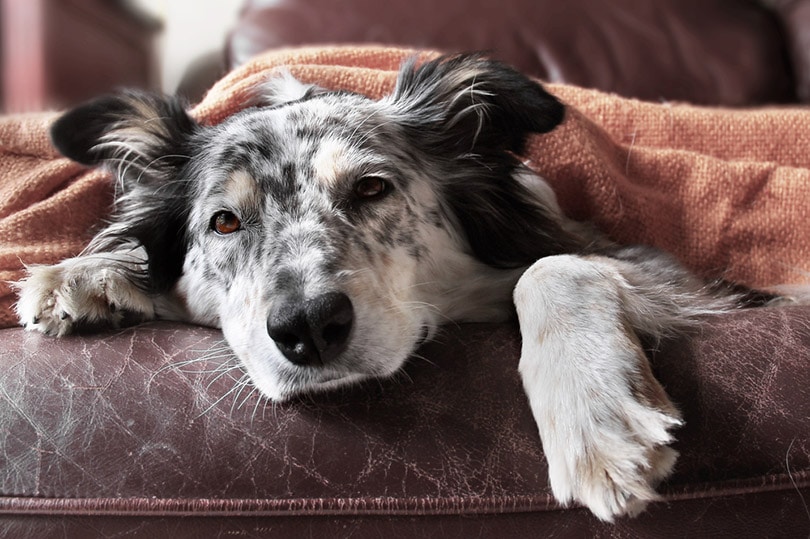 Does a Border Collie Have Webbed Feet? Facts & Benefits