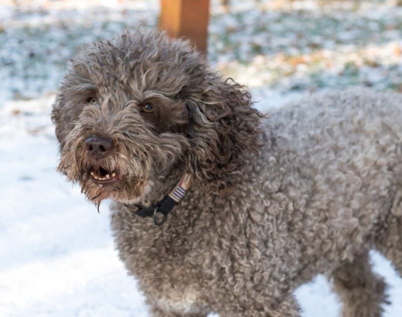 Do Cavapoos Bark a Lot? How Much & How to Stop It (Vet-Reviewed)