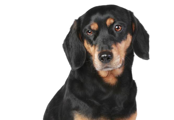 Latvian Hound Dog Breed: Info, Pictures, Care & More