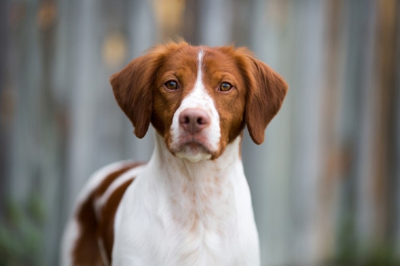 Do Dogs Have Good Eyesight? Vet-Verified Facts & Comparison
