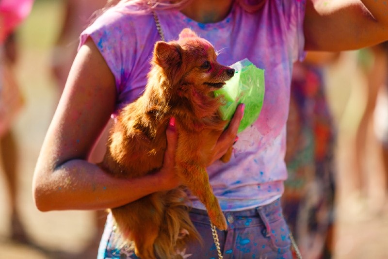 Is Bringing Your Dog to Festivals a Good Idea? Risks & Tips