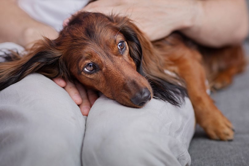 How to Prevent Back Problems in Dachshunds: Vet-Approved Tips & Risks