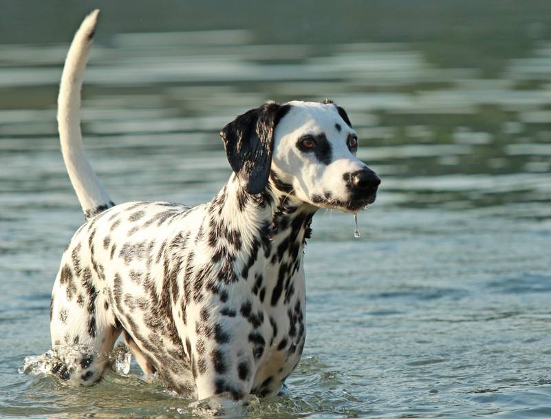 a dalmatian dog swimming in the lake