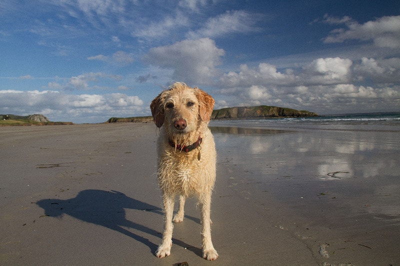 8 Wonderful Dog-Friendly Beaches on the Gold Coast, Australia in 2026