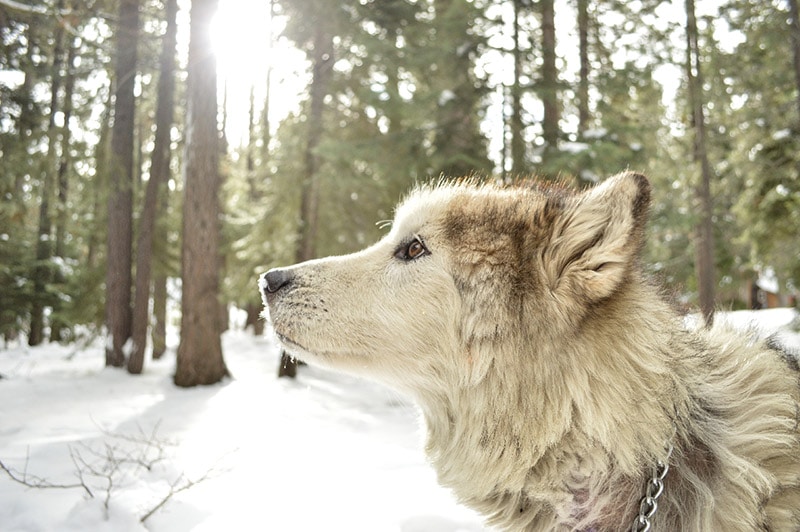 How Far Away Can a Dog Smell a Person? Vet-Verified Facts & FAQ