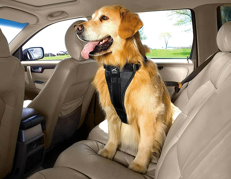 10 Best Dog Car Harnesses in 2026 - Reviews & Top Picks
