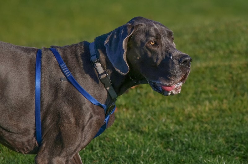 How Much Do Great Danes Drool? Vet-Verified Common Causes & Prevention