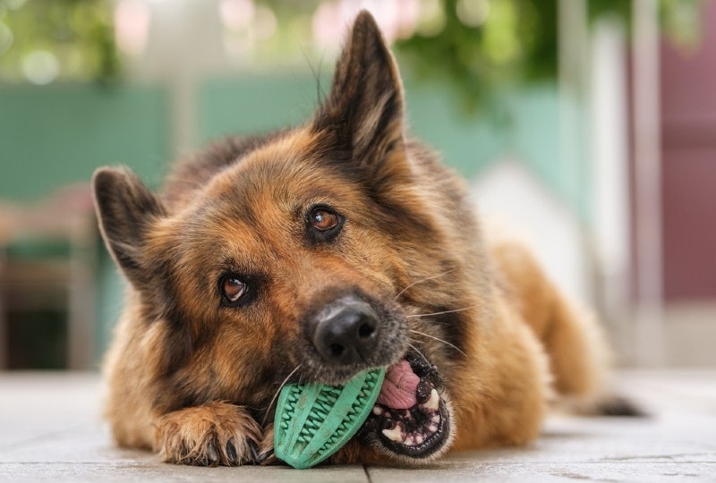 What Comes in a BarkBox? Contents, Cost & FAQ