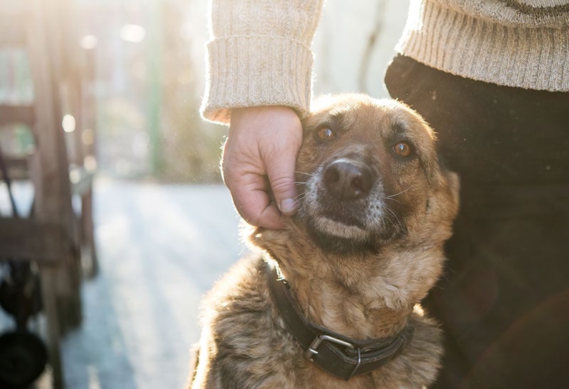 If I Surrender My Dog, Can I Adopt Again? Vet-Verified Facts & FAQ