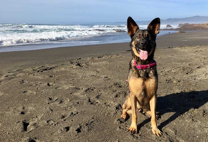 a german shepherd wearing a dog collar sitting at seashore