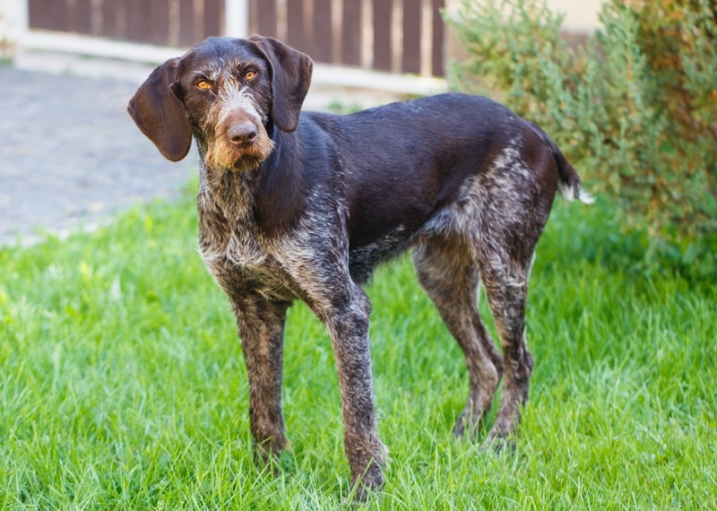 German Wirehaired Pointer Dog Breed: Info, Pictures, Care & More