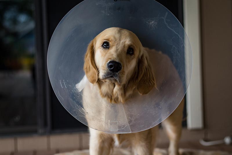 How Long Does It Take Dogs to Recover From Being Spayed? Vet-Reviewed Facts