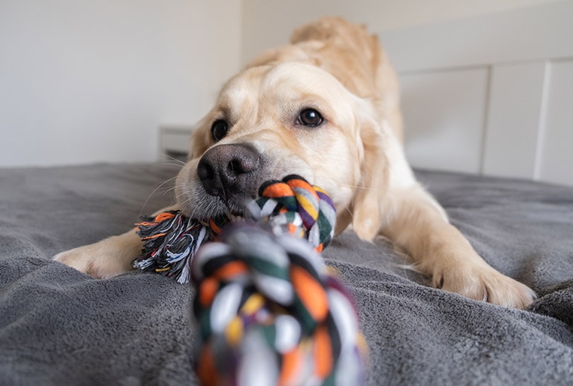 9 DIY Indestructible Dog Toys for Dogs That Chew (With Instructions & Pictures)