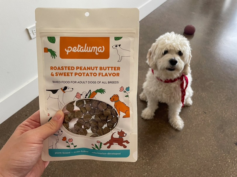 a hand showing the Petaluma’s Roasted Peanut Butter &amp; Sweet Potato Flavor packaging to the dog