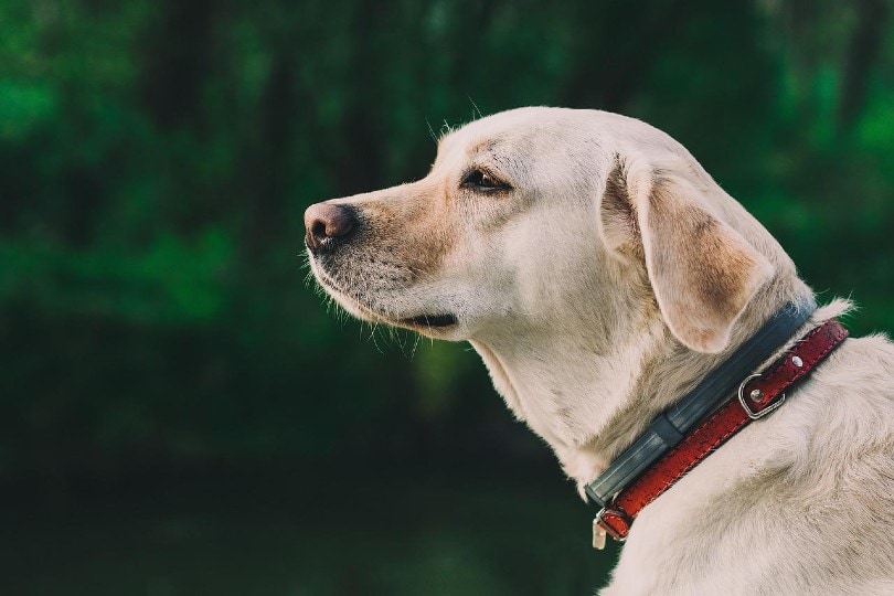 How Much Exercise Does My Labrador Need? Vet-Verified Facts & FAQ
