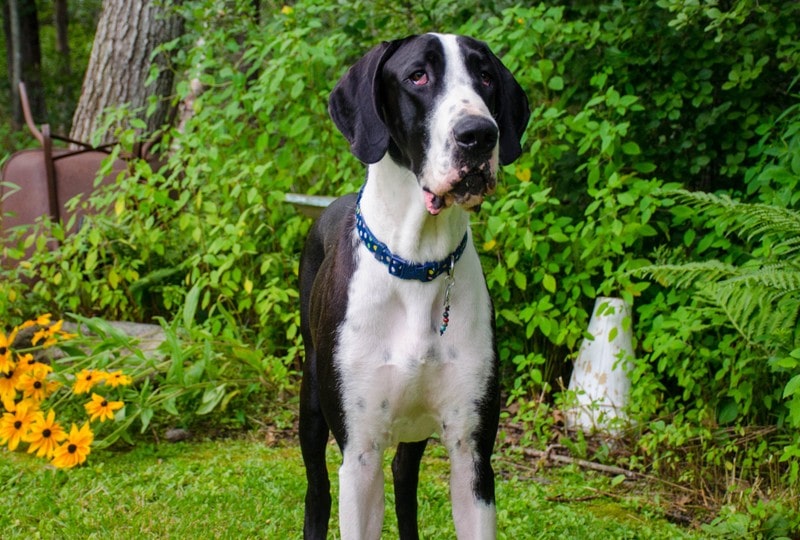Mantle Great Dane: Info, Pictures, Origin & History