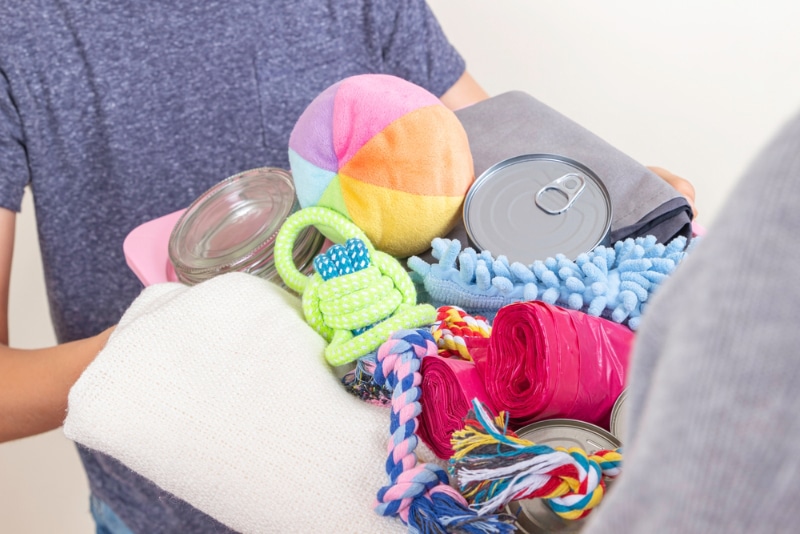 a person sharing a box with canned pet food, blankets, animal accessories and toys